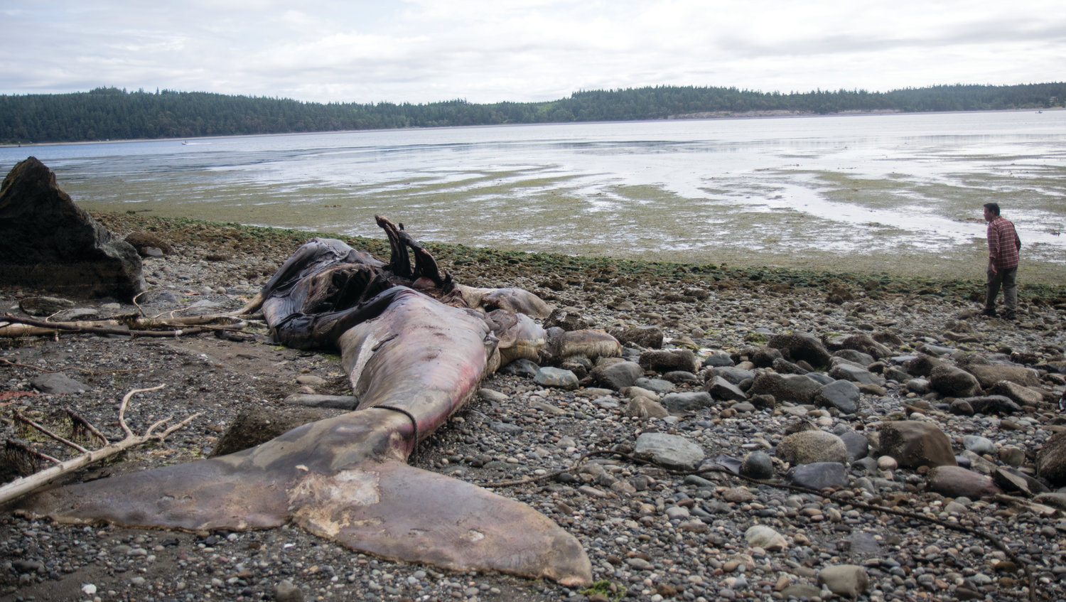 The male gray whale washed up in Mats Mats Bay three weeks ago. It had eelgrass and plastic in its stomach, an indication of starvation as the cause of death. Marine biologists don’t know what has led to increased rates of gray whales washing up on shore up and down the Pacific Coast.